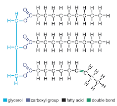 <p>lipids</p>