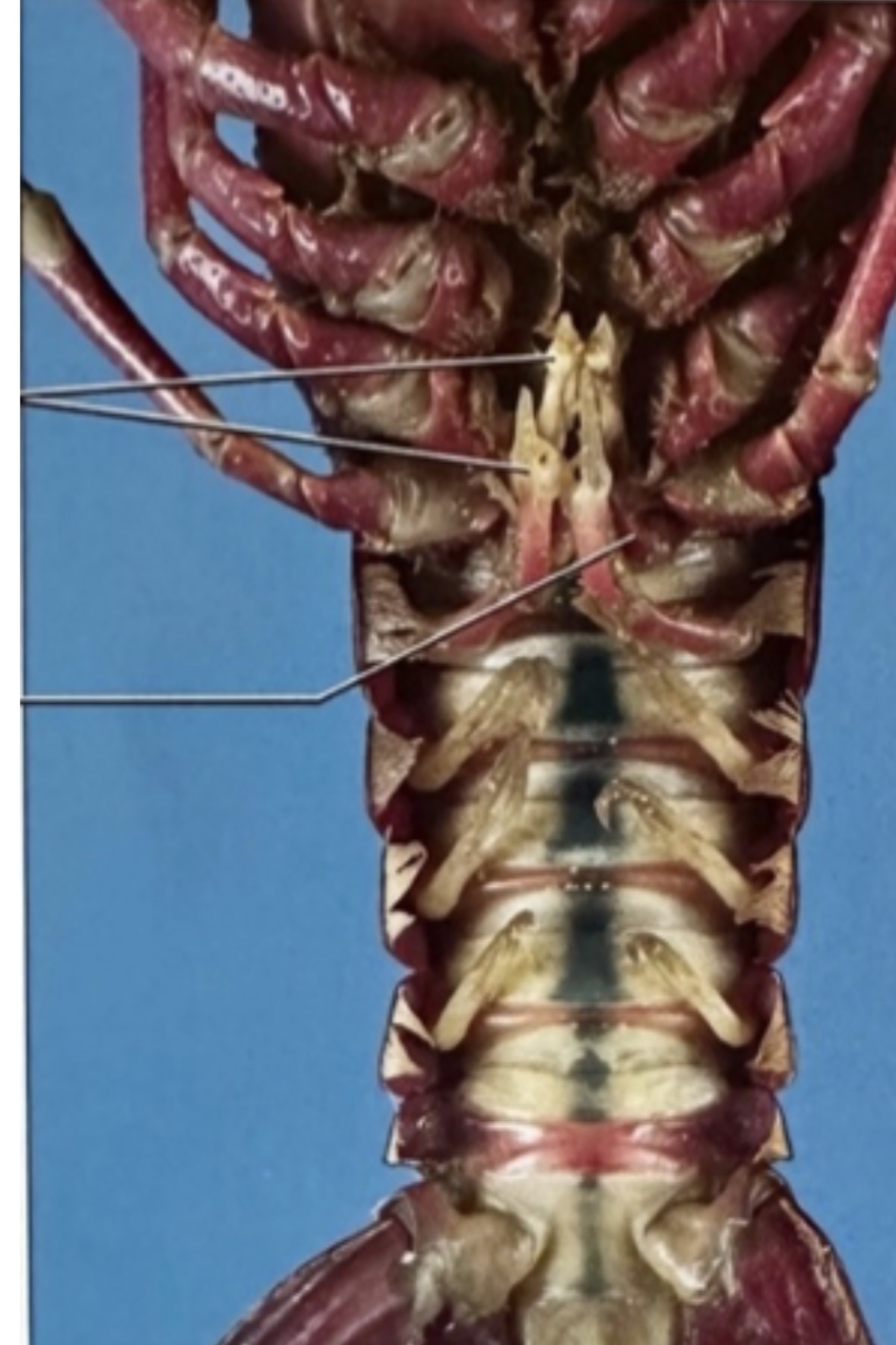 <p>Male or female </p>