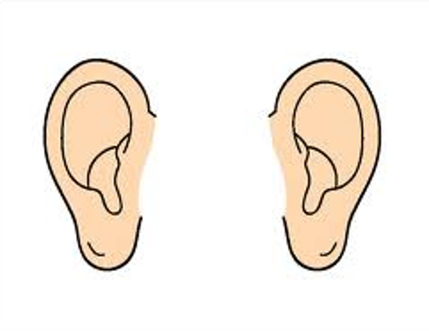 <p>ears</p>