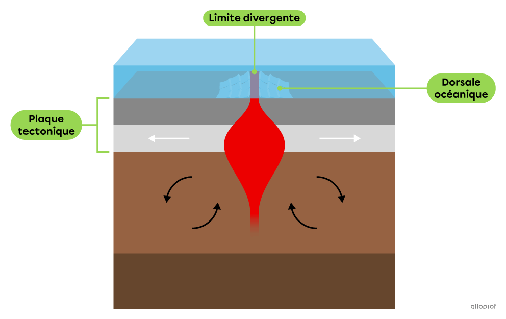 <ul><li><p>L’espace formé permet la remontée de magma vers la surface.</p></li><li><p>Le magma qui atteint le fond des océans provoque la formation de volcans sous-marins dont la lave, une fois solidifiée, forme de la nouvelle croute océanique.</p></li><li><p>La nouvelle croute océanique accumulée le long d’une limite divergente forme une chaine de montagnes au fond des océans qu’on appelle <em>dorsale océanique</em>.&nbsp;</p></li></ul><p></p>