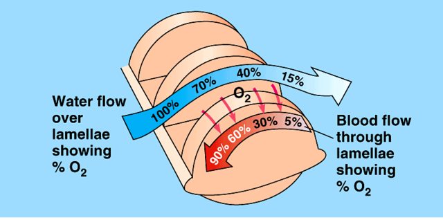 <p>The flow of water above the gills is in the opposite flow of blood in the capillaries </p><p>The ensures that the diffusion gradient is maintained across the length of the gill lamellae</p><p>And equilibrium is not reached</p>