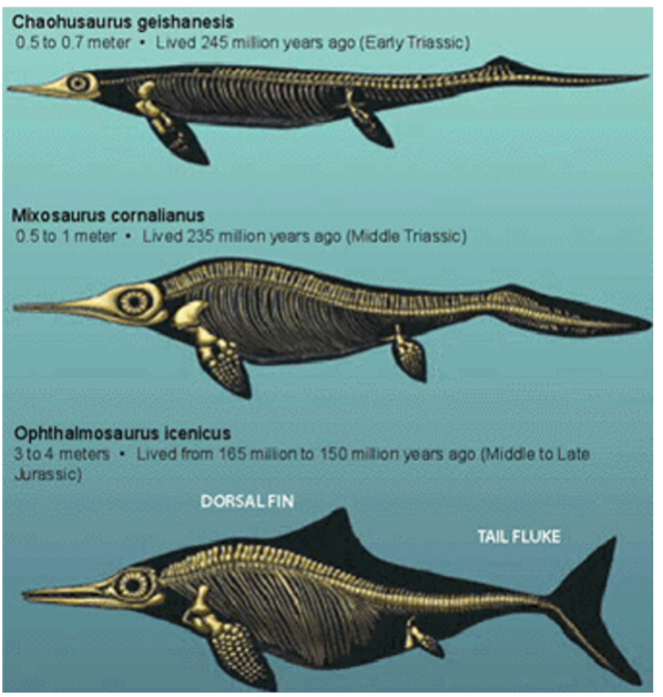 <p><span style="color: rgb(250, 250, 250);"><span>“fish lizards”; </span></span><span style="color: rgb(250, 250, 250);"><span>First known from Early Triassic; dominant in Jurassic; go extinct in the mid Cretaceous; some are among the largest animals that ever existed. Some species grow to ~70 feet long! discovered by long under-acknowledged paleontological pioneer, Mary Anning.</span></span></p>