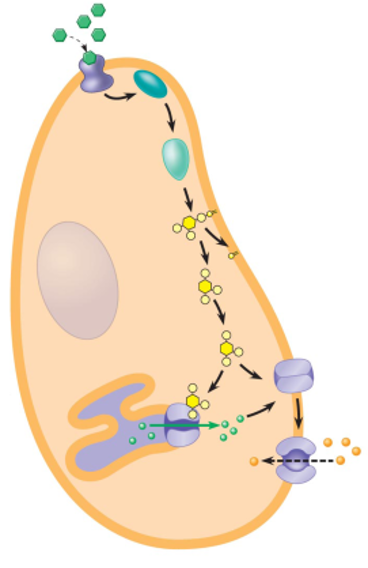<ul><li><p>sweet receptor is a GPCR on taste receptor cells</p></li><li><p>activation occurs when a sweet molecule binds</p></li><li><p>inositol 1,4,5 trisphophate diffuses thru the cytosol and releases Ca<sup>2+</sup> from the ER by binding to an opening IP3-gated Ca<sup>2+</sup> release channels</p></li></ul><p></p>