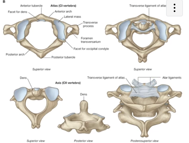 <p>Transverse Ligament of “The Atlas”</p>