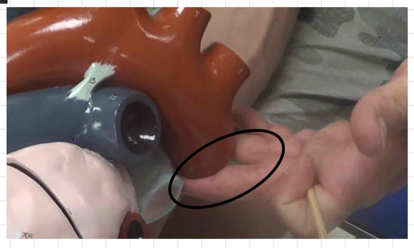 <p>what is this? (giant heart model)</p>