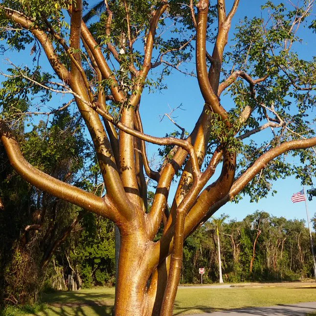 <p>Gumbo Limbo*</p><p>Red, peely bark, long twisted branches</p>