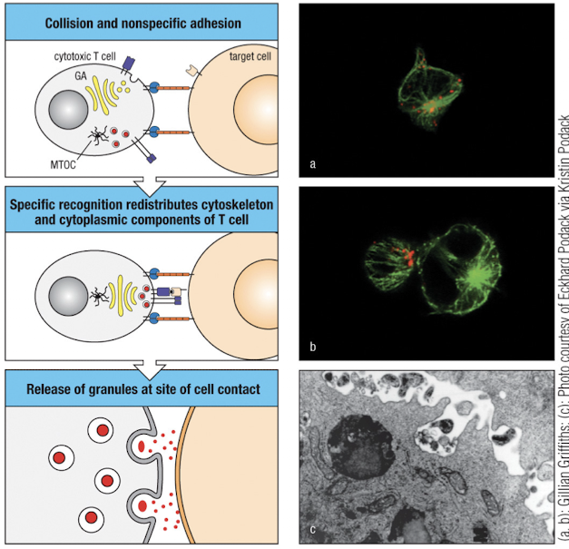 <ol><li><p>tight binding of T cell to target due to increase in integrin affinity</p></li><li><p>focusing of secretory apparatus at target cell. This is done through organization of the actin cytoskeleton (Vav → Wasp → CDC42 → actin), then MTOC and golgi move to synapse</p></li><li><p>effector molecules are released through the secretory zone.</p></li></ol><p></p>