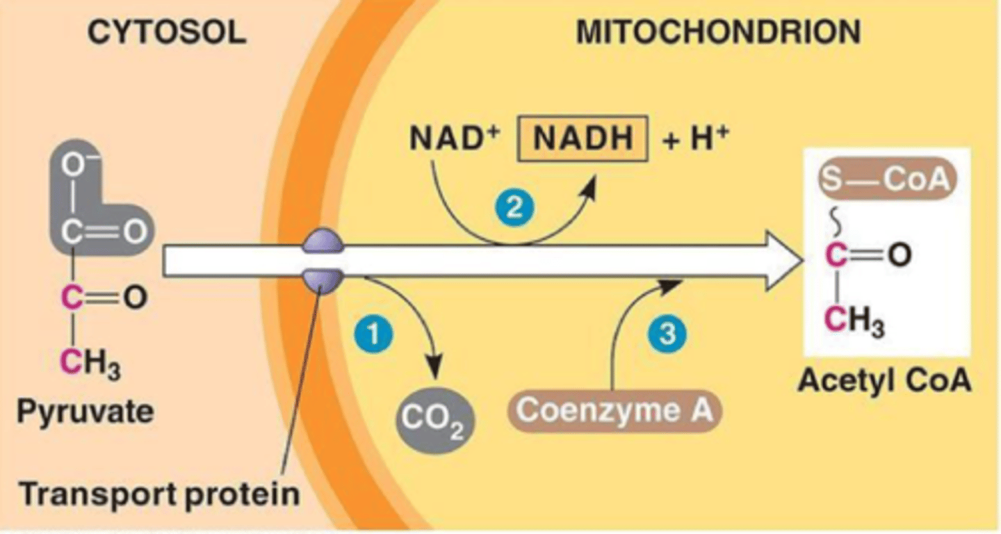 <p>pyruvate is shuttled into the mitochondria and converted into Acetyl CoA</p>