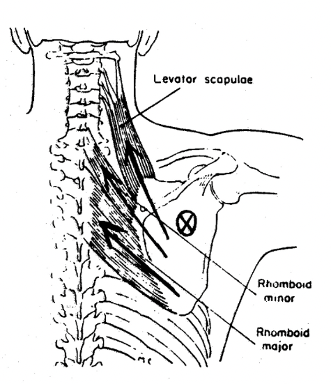 rhomboids

actions: ……. and rotate it to depress glenoid cavity; fix scapula to thoracic wall 