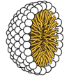 <p>Micelle</p>