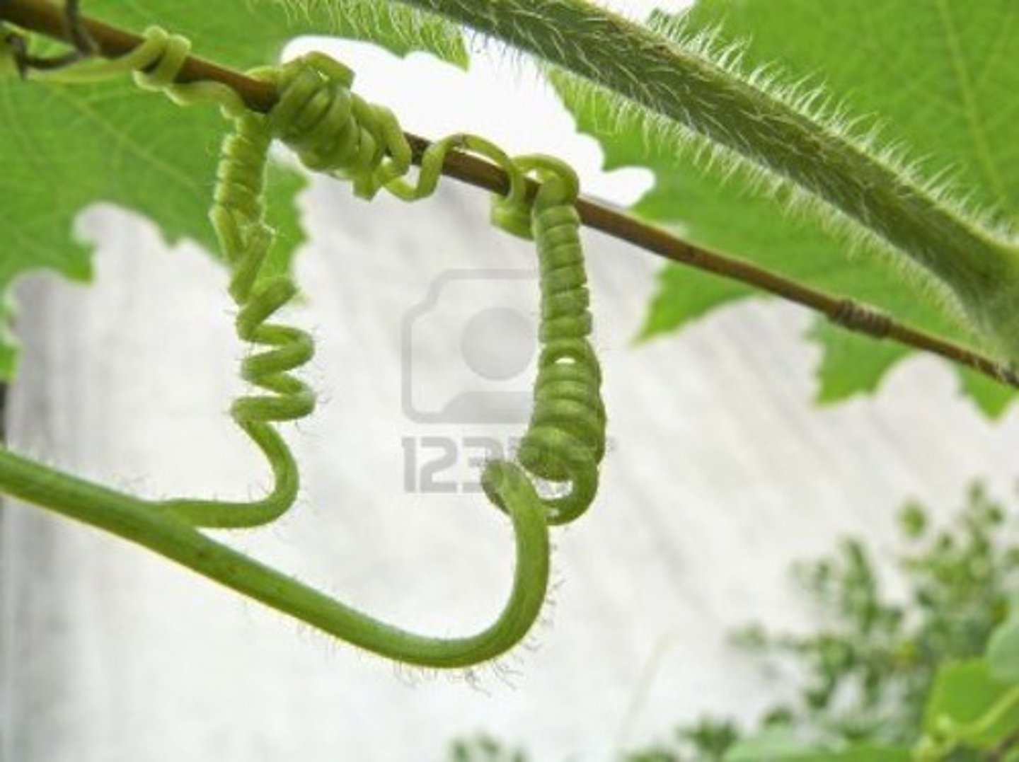 <p>Long, thin organ that can wrap around what it comes into contact with</p>