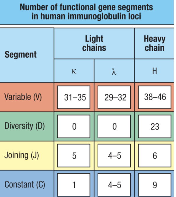 <ul><li><p>combinatorial diversity</p><ul><li><p>many functional gene segments for V, D, and J regions</p></li><li><p>randomly remove portions of each region and recombine V, D, and J segments → leading to many, many possible permutations</p></li><li><p>different combinations oc chains (𝜅 or 𝛌 in BCRs and α/ꞵ or 𝛾/δ in TCRs)</p></li></ul></li></ul><p></p>