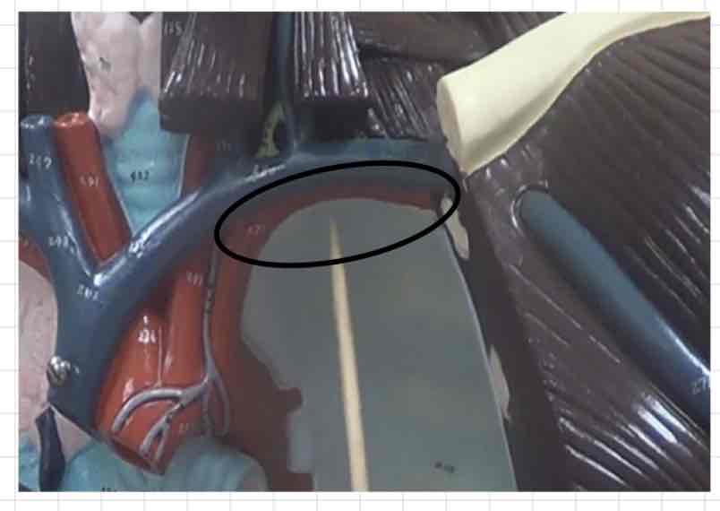 <p>what is this? (torso model)</p>
