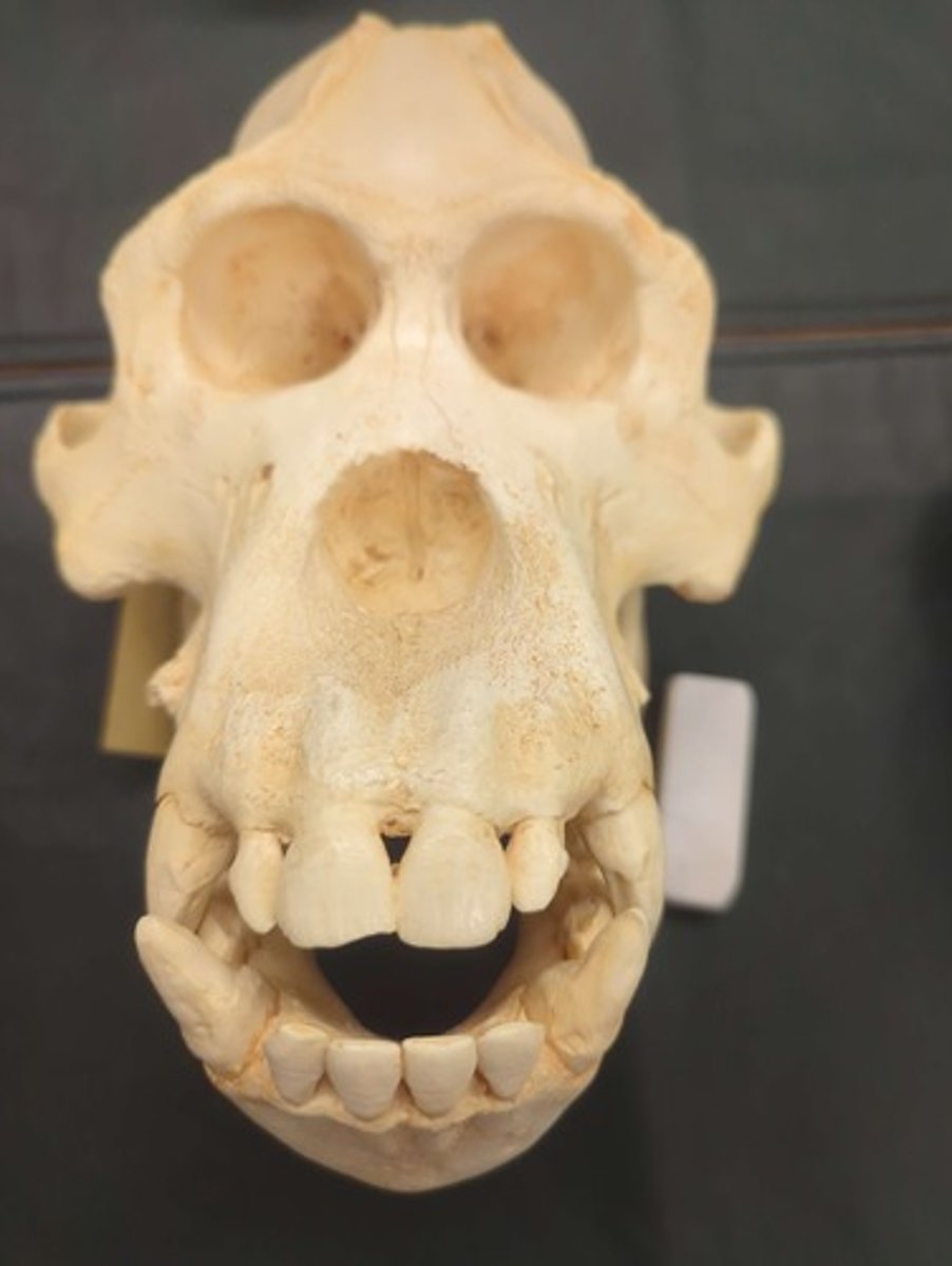 <p>What animal is this? Answer with "Skull" after animal name.</p>