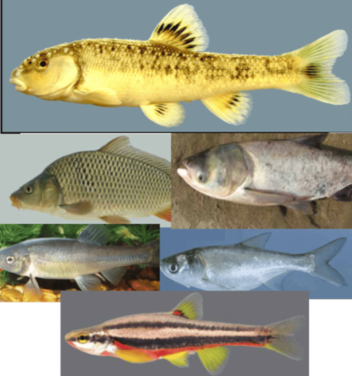<p>Central Stoneroller</p><p>Common Carp</p><p>Silver Carp</p><p>Bighead Carp</p><p>Fathead Minnow</p><p>Southern Redbelly Dace</p>