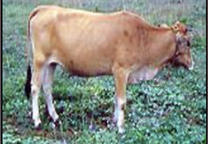<ul><li><p>philippine cattle </p></li><li><p>usually red in color</p></li><li><p>white spot on lips and small areas above the muzzle and eyes</p></li></ul><p></p>