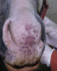 <p>-profound edema of all 4 limbs +/- serum exudation from skin</p><p>-petechiae and ecchymoses of MM</p><p>-fever</p><p>-lethargic and anorexic</p><p>-reluctant to move (bc legs hurt)</p>