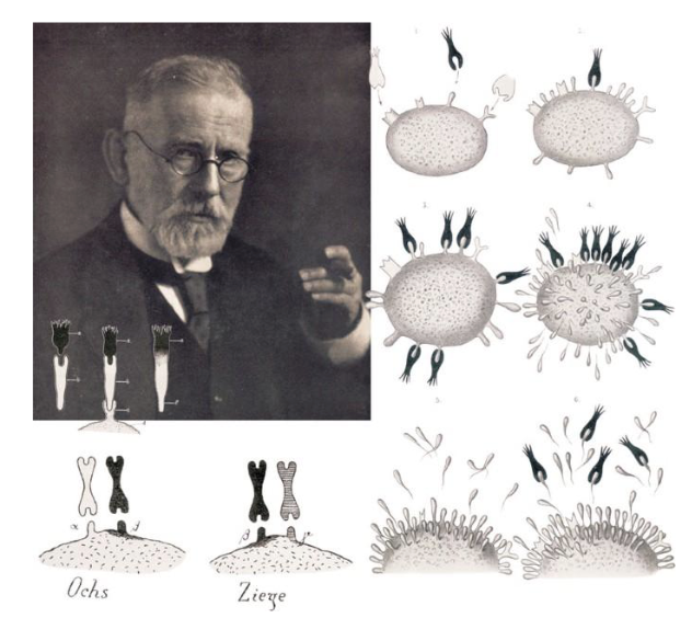 <ul><li><p>They <strong>react and adapt</strong> to specific pathogens</p></li><li><p>Their functions are <strong>not innate</strong> — they are <strong>instructed</strong> during infection</p></li><li><p>(Linked to Paul Ehrlich’s idea of specificity and instruction = side-chain theory → antibodies)</p></li></ul><p></p>
