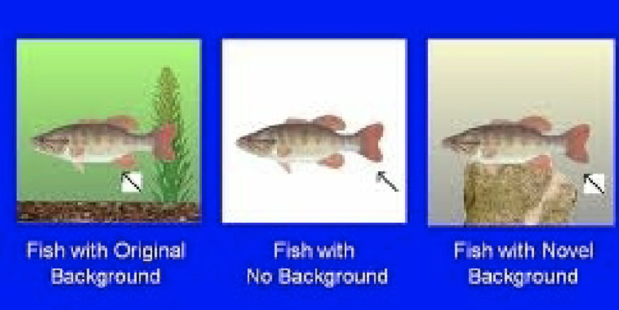 <p>Method: Test of recognition memory - Participants presented with objects they had seen previously. Do you recognize this objects? </p><p>Results: Americans' performance unaffected by background manipulation. Japanese participants' performance was impaired when the background was novel. The Japanese rely on the background to remember the objects from memory. If you change the context, things get uncertain for the Japanese. </p><p>Analysis: The <strong>context and the associations</strong> created from the fish and the background are <strong>strongly encoded</strong>. <strong>Attention from both participants are coming from different places,</strong> affecting their memory differently. Suggests that the attention of Westerners and East Asians is directed differently</p>