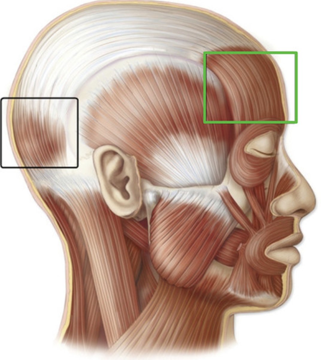 <p>Origin: Epicranial aponeurosis </p><p>Insertion: Skin of eyebrow, bridge of nose </p><p>Action: Raise eyebrows, wrinkle forehead </p>