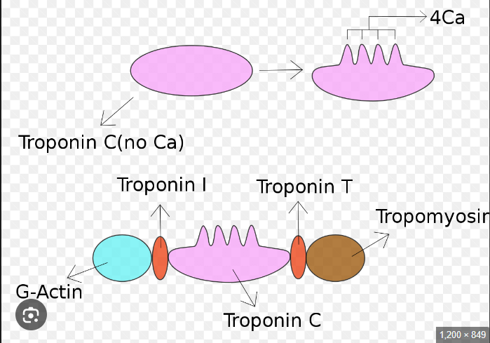 <p><strong>Troponins</strong></p><ul><li><p>Troponin I</p></li><li><p>Troponin T</p></li><li><p>Creatine Kinase-MB (CK-MB)</p></li></ul><p>Troponins are proteins released when heart muscle is damaged. Troponin I and T are specific to heart muscle, while CK-MB is an enzyme also indicating heart damage.</p>