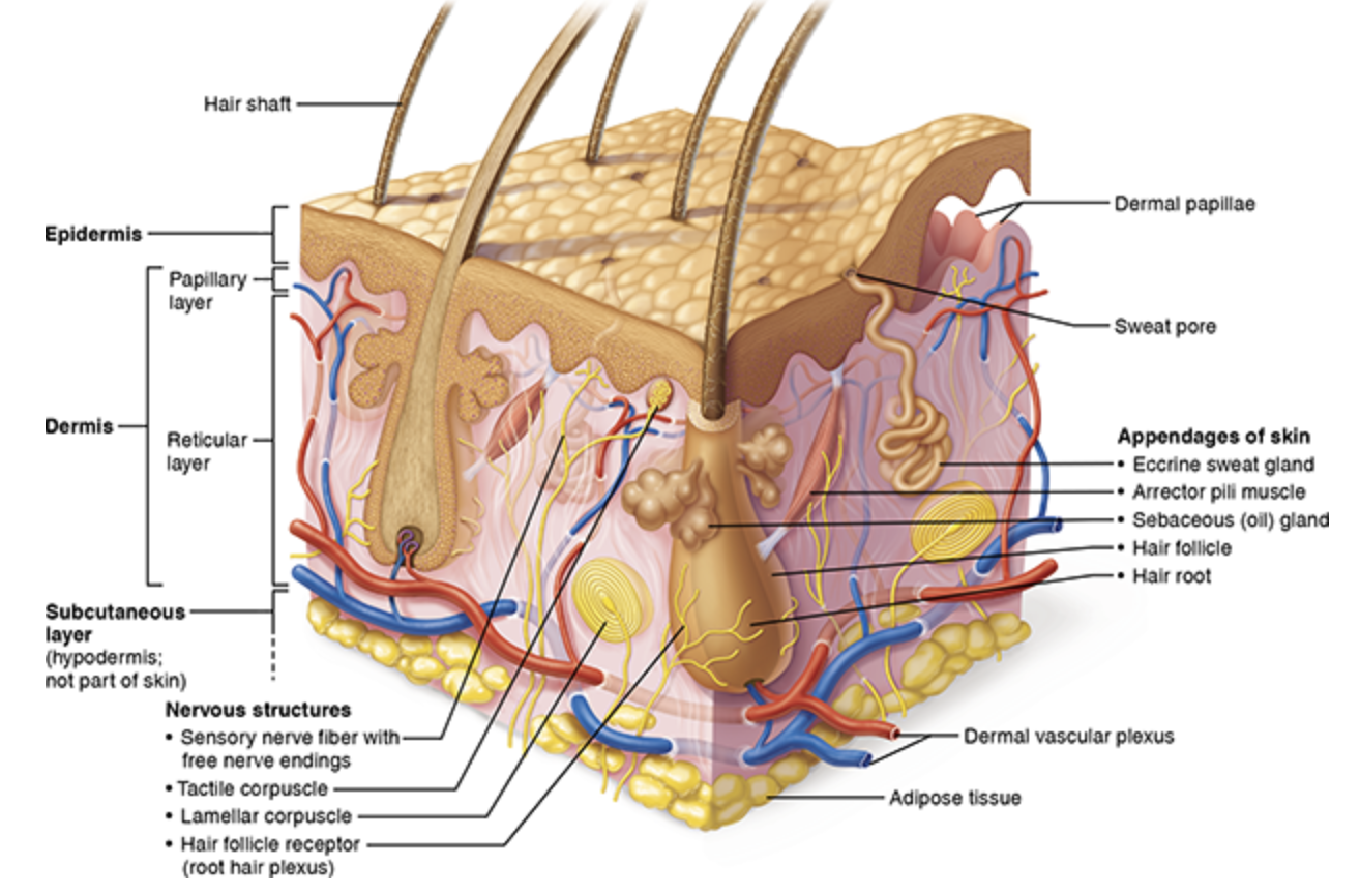 <p>Smaller blood vessels</p>