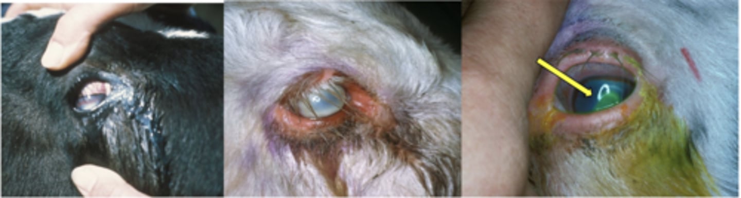 <p>1. Tearing eyes, Shutting eyes as photosensitive, Dusty conditions exacerbate Problem, Blindness,</p><p>2. Fluorescein in eye to detect ulcers, Culture and identification of Moraxella Bovis. Multiplex PCR.</p><p>3. Lesions less than 5mm heal spontaneously, Subconjunctival injection of antibiotics, Eye patch to protect eye, put in shade, Limit dust, Isolate animals, Thick cloxacillin eye ointment, suture 3rd eyelid shut</p>