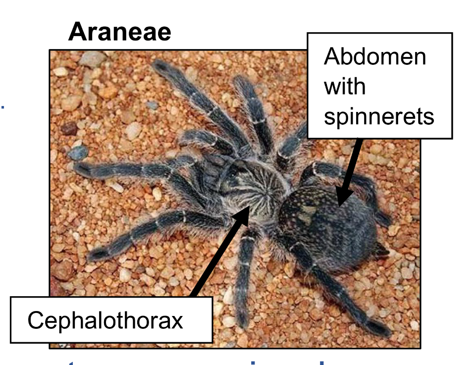 <p>What order do spiders belong to </p>