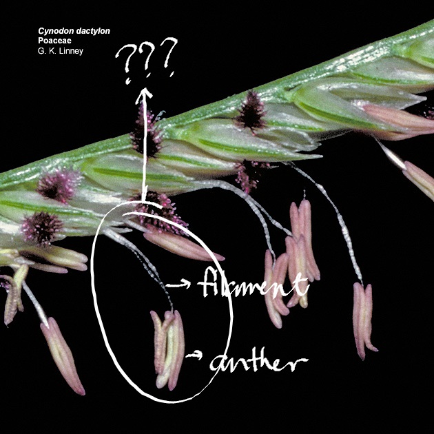 <p>usually differentiated into a long and slender filament with four-lobed anther</p>