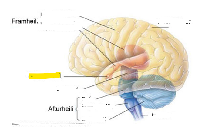 <p>Hvaða hlut i heilans er þetta?</p>