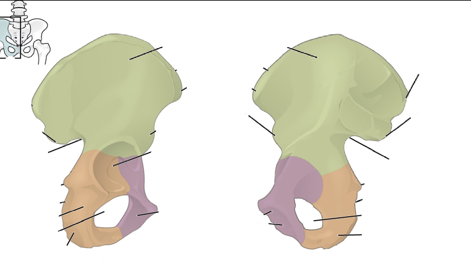 <p>What is the os coxae made up of? Which colour is which?</p>