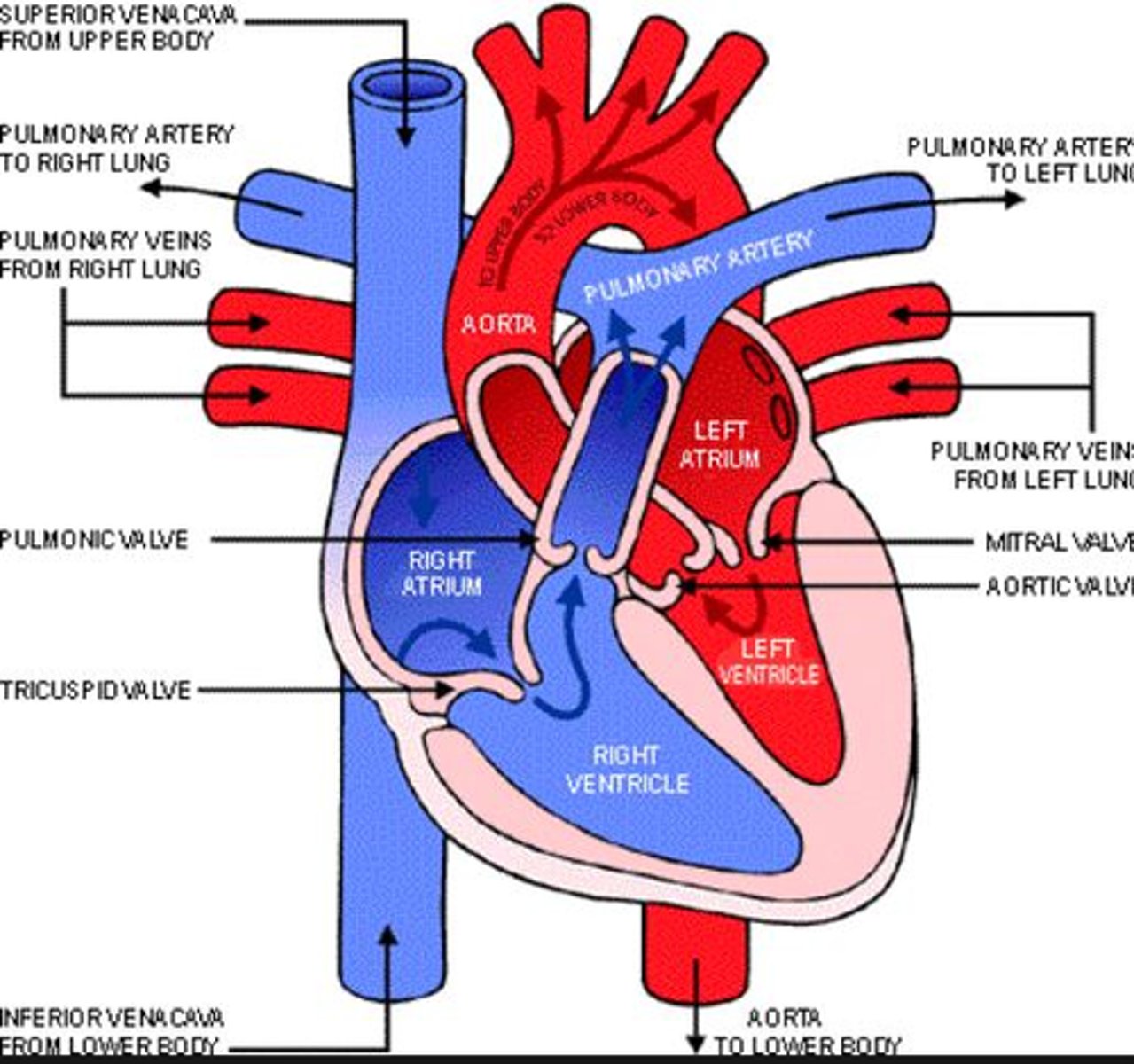 <p>Left ventricle</p>