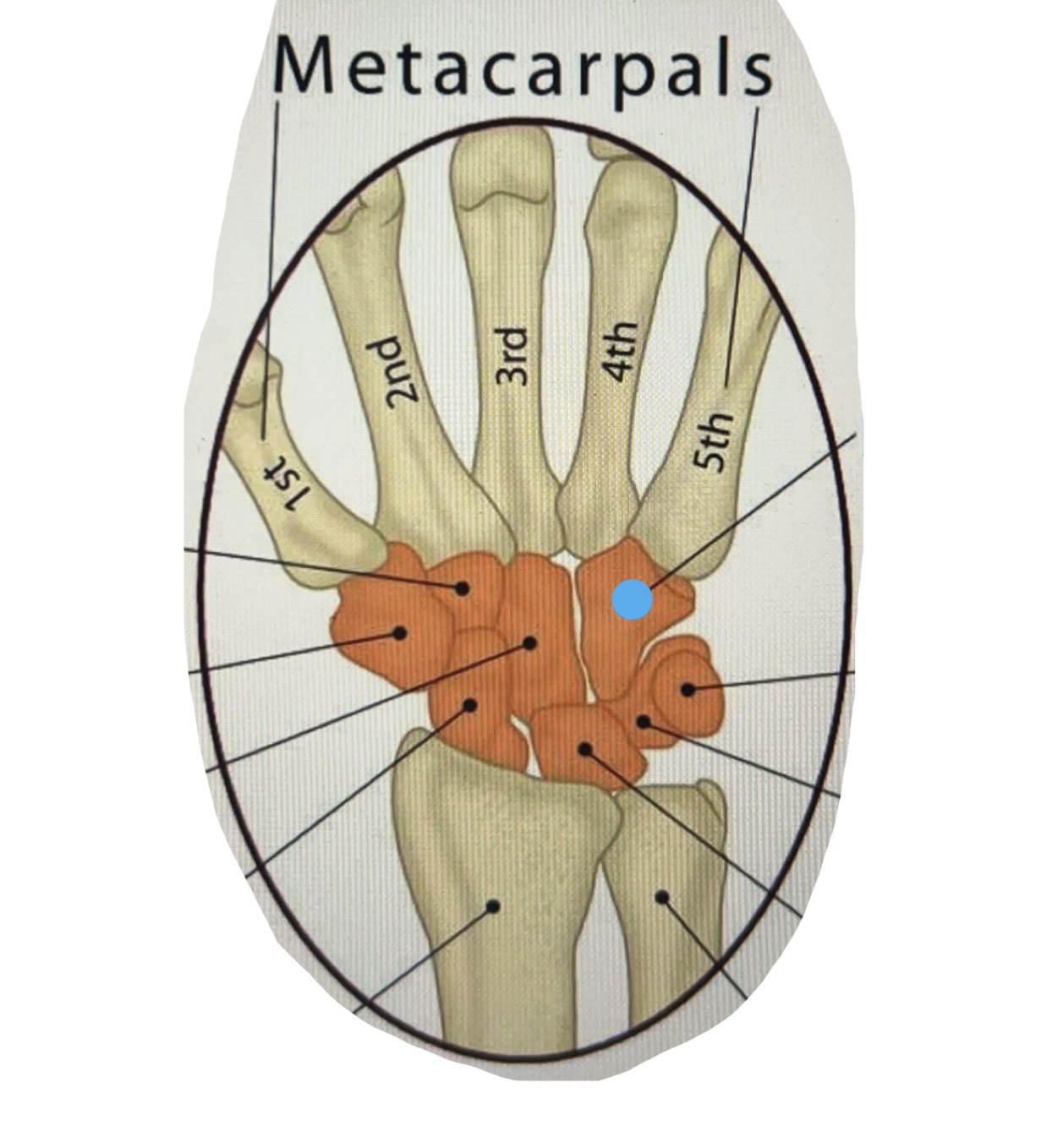 term image