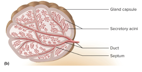 <p>Exocrine glands</p>