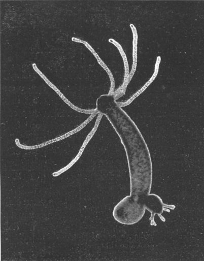 <p>Cnidarian that is a <span>solitary, carnivorous jellyfish-like animal often found in freshwater environments and known for its regenerative abilities. </span></p>