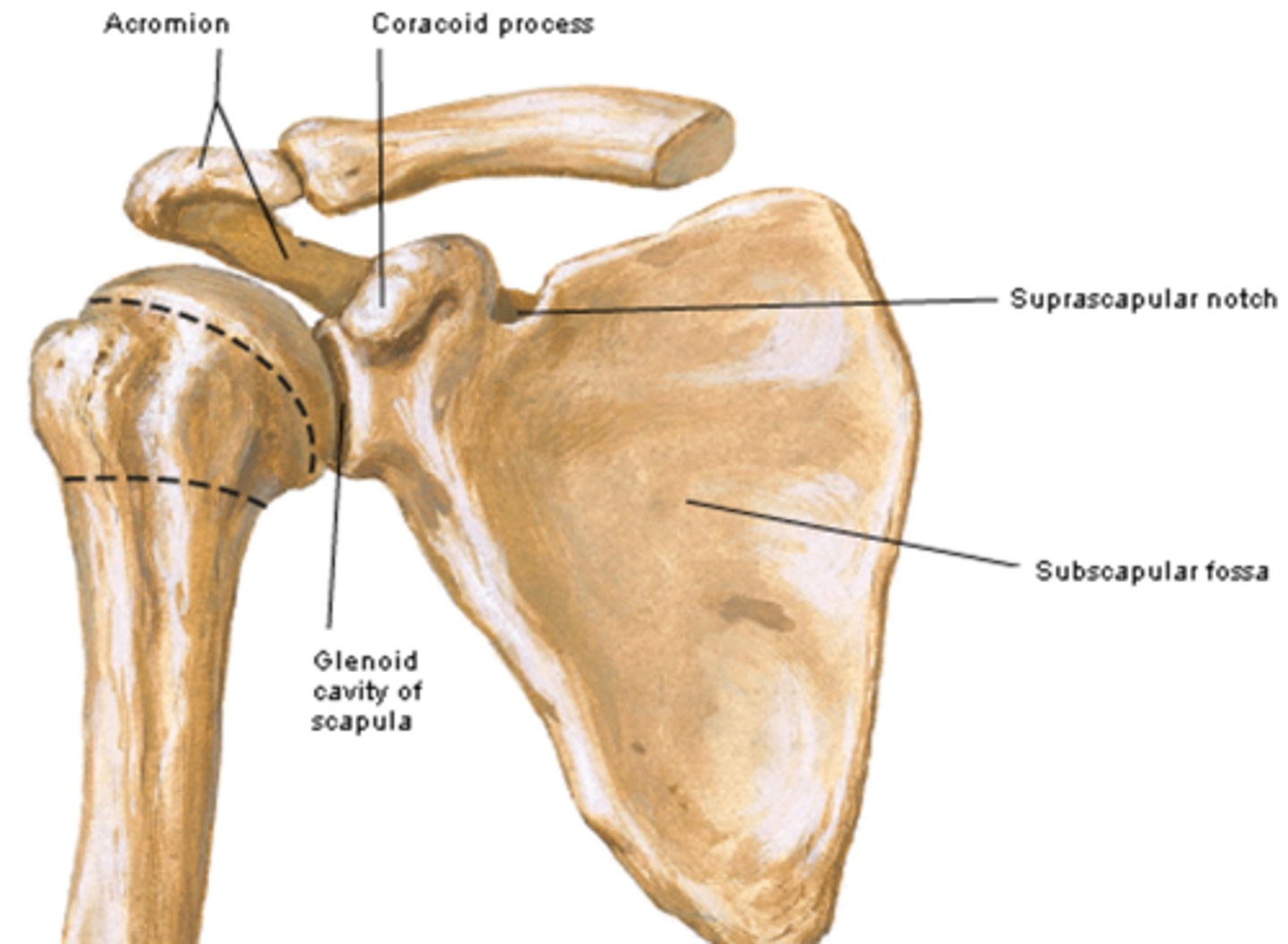 <p>superior to the glenoid cavity, projects anterolaterally</p>