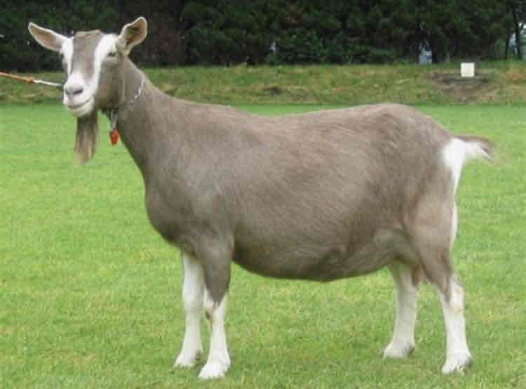 <p>What kind of goat breed is this and what are their key characteristics?</p>