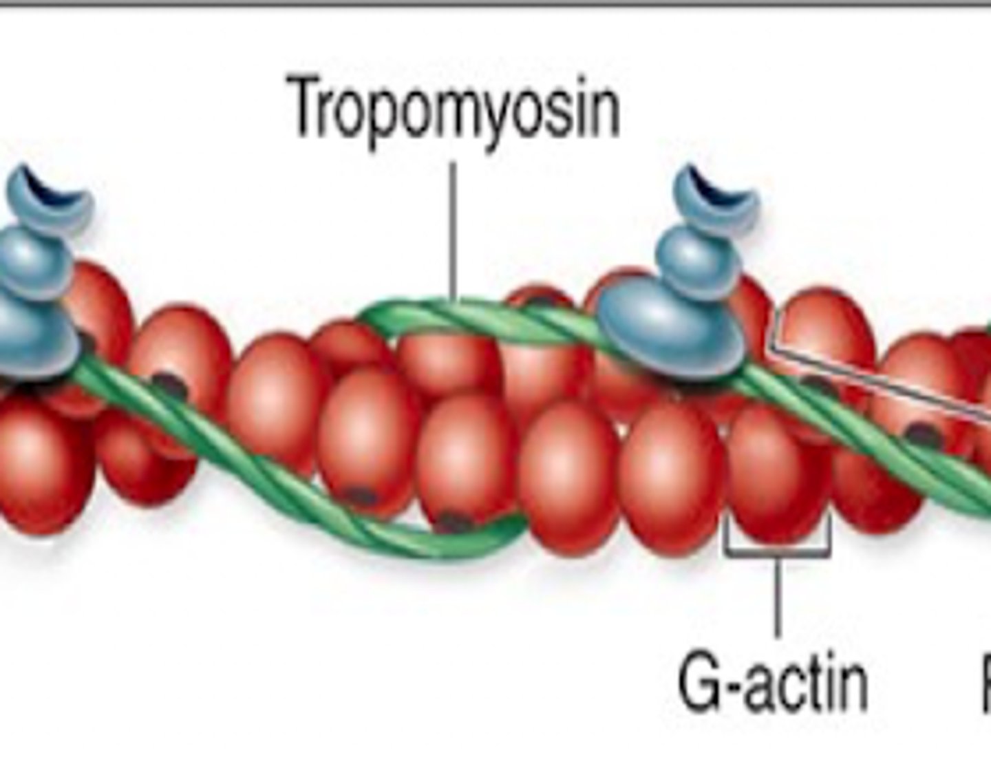 <p>Protein that blocks actin binding sites. Located in the grove of actin strands.</p>
