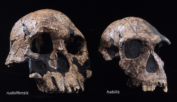 <p><span><em>Homo habilis/rudolfensis</em></span></p>