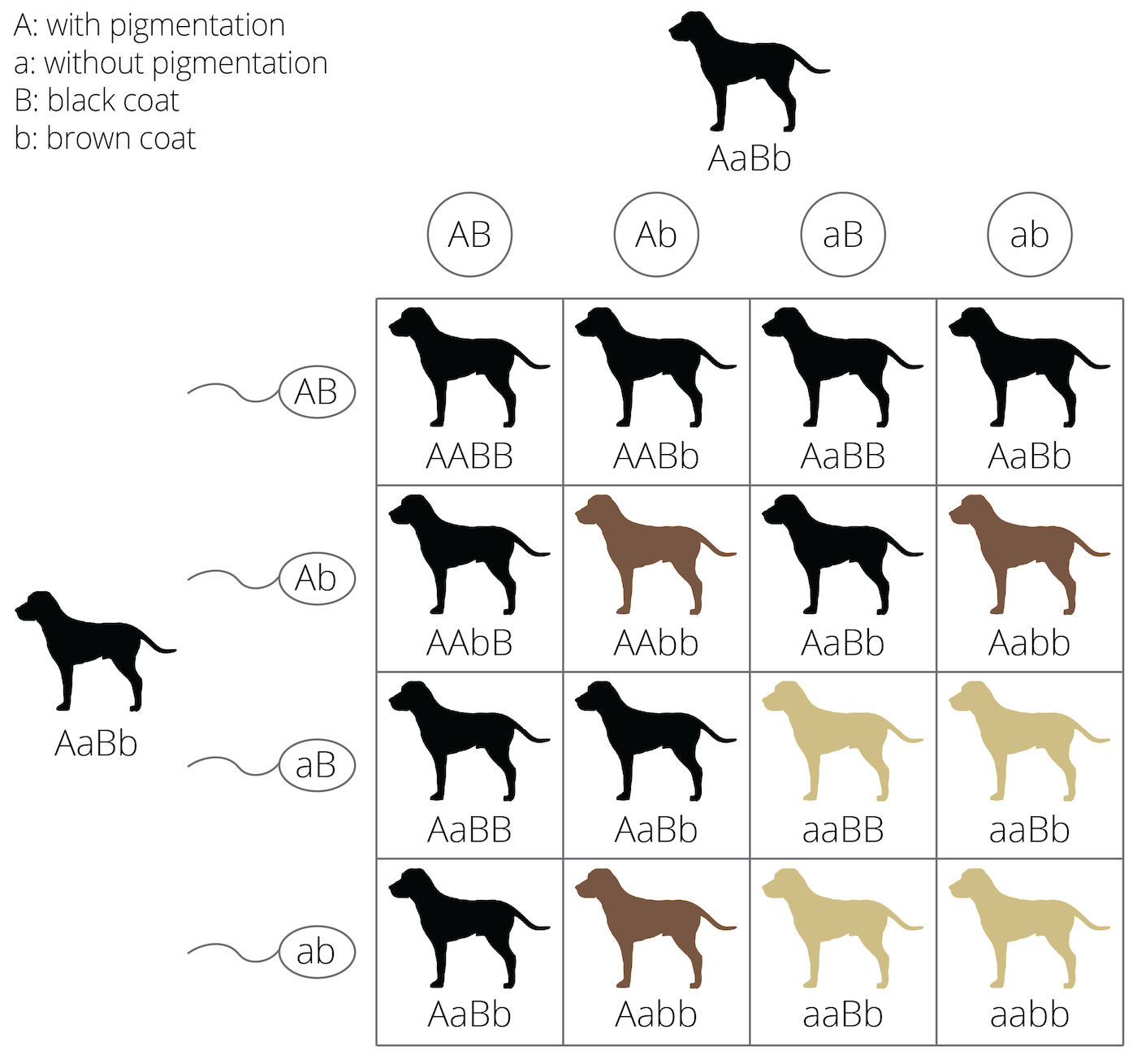 <p>one gene affects phenotype of another because 2 gene products interact; phenotypic expression of gene at one locus alters that of gene at second locus; ex. labs</p>