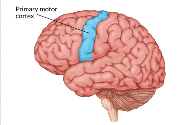 <p>The <mark data-color="#bb9191" style="background-color: rgb(187, 145, 145); color: inherit;">motor cortex </mark>is located in the frontal lobe, responsible for planning and executing voluntary motor movements.</p>