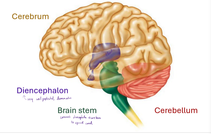 <ul><li><p>cerebrum</p></li><li><p>diencephalon</p></li><li><p>brain stem</p></li><li><p>cerebellum</p></li></ul><p></p>