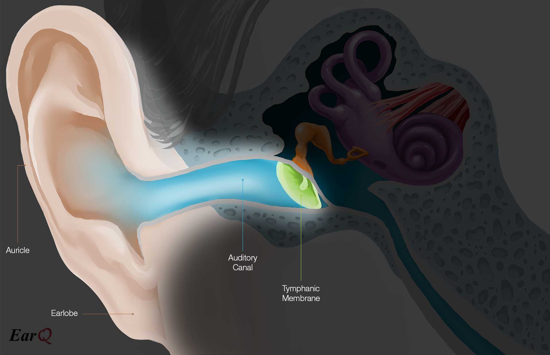 <ul><li><p>Small tube in the outer ear between ear flap and eardrum</p></li><li><p>Transfers sound waves through ear</p></li></ul>