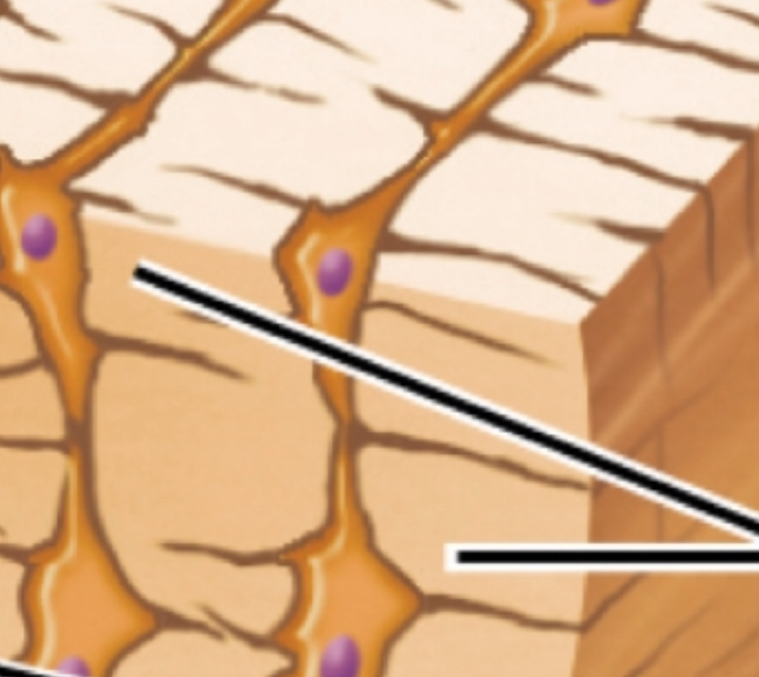 <p>Concentric rings around the central canal, like tree rings.</p>