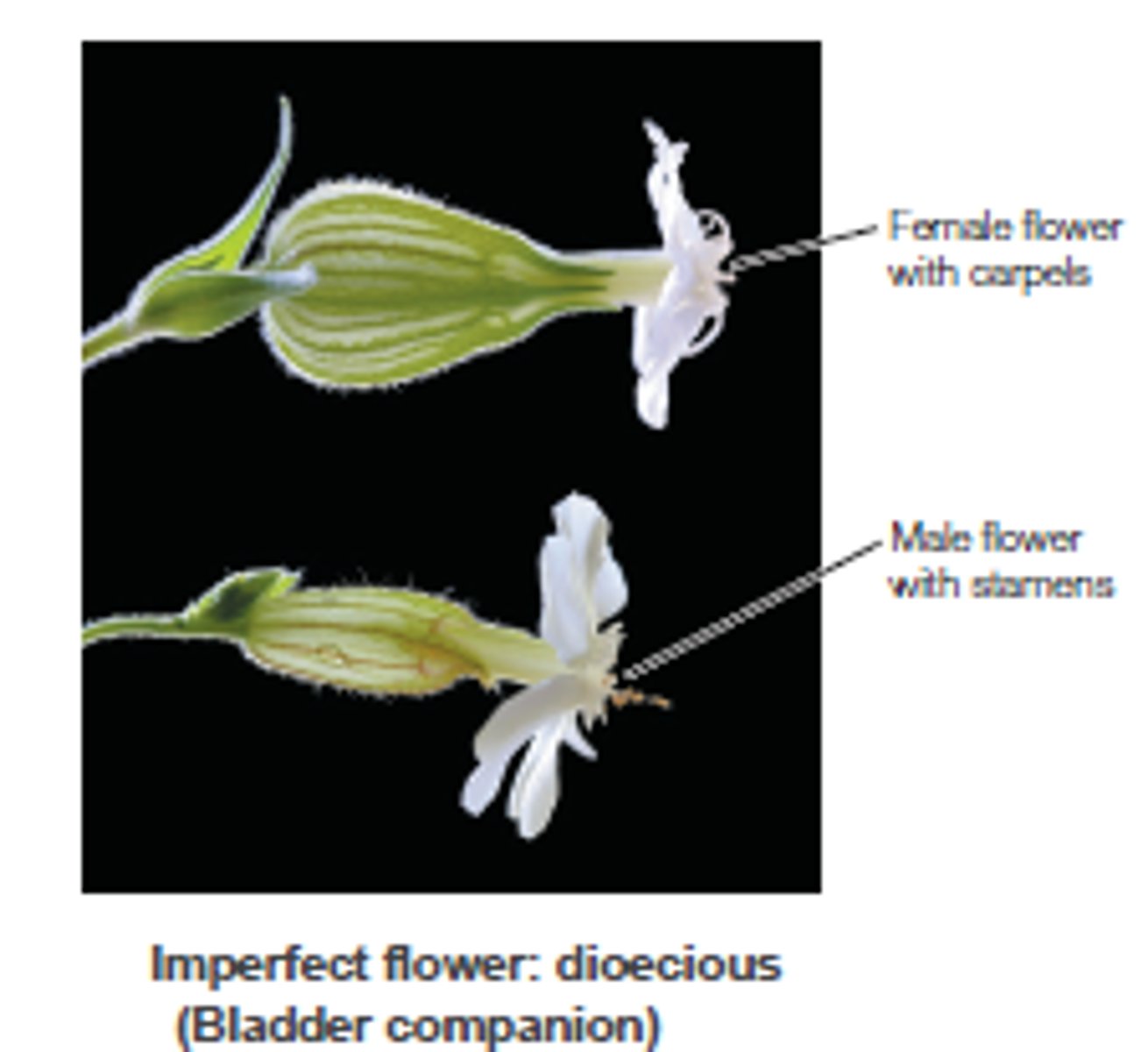 <p>in plants some species have male and female individuals, "two houses"</p>