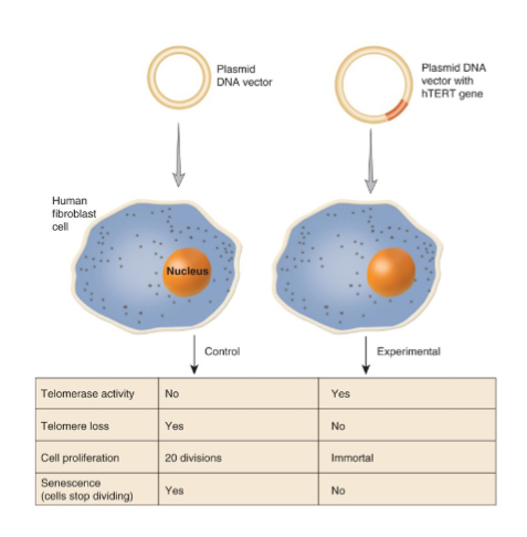 <ul><li><p>length of telomeres can act as molecular clock where shortening can trigger aging</p></li><li><p>telomerase reactivation is considered a fountain of youth</p></li><li><p>most cancer cells have reactivated telomerase and others may use ALT pathway to maintain the telomere lengths</p></li><li><p>effect of experimental activation of telomerase on normal human somatic cells (telomerase reactivated</p></li></ul><p></p>
