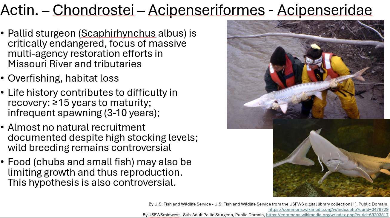 <p><span>Pallid sturgeon (Scaphirhynchus albus) is critically endangered due to overfishing and habitat loss, and life history contributes to difficulty in recovery: ≥15 years to maturity; infrequent spawning (3-10 years)</span></p>