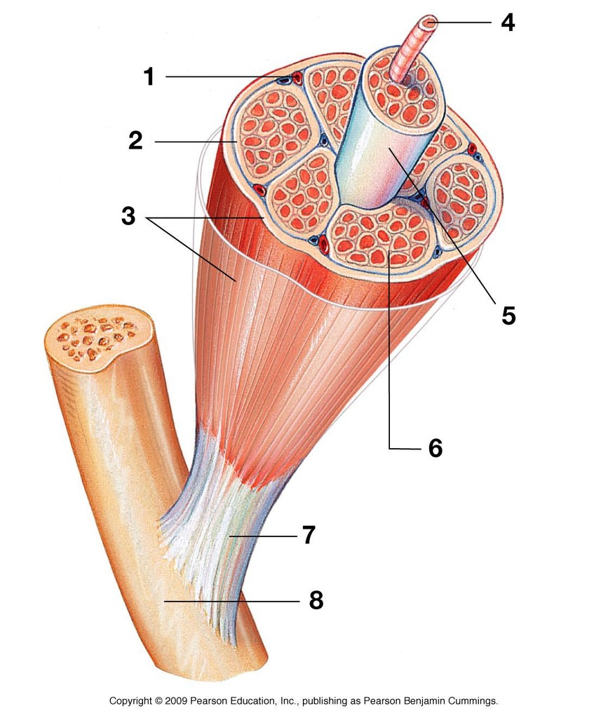 <p>label &amp; define muscle fiber, perimysium, fascicle, epimysium, endomysium, muscle cell</p>