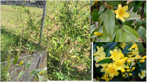 Carolina Jessamine
Loganiaceae
Native range: SE US
Habitat: well drained soils, pinewoods, hammocks
Size: not HUGE but can climb high.
~twining or trailing woody vine with no tendrils.
Persistence: evergreen
Leaf: PAIRED simple, opp, lanceolate-> ovate->elliptic shape, glabrous and dark green. Entire margin.
Flowers: yellow tubular
Uses: mostly toxic but can be used medicinally, attractive to pollinators.
Tol: mod shade, low everything else, maybe mod drought
