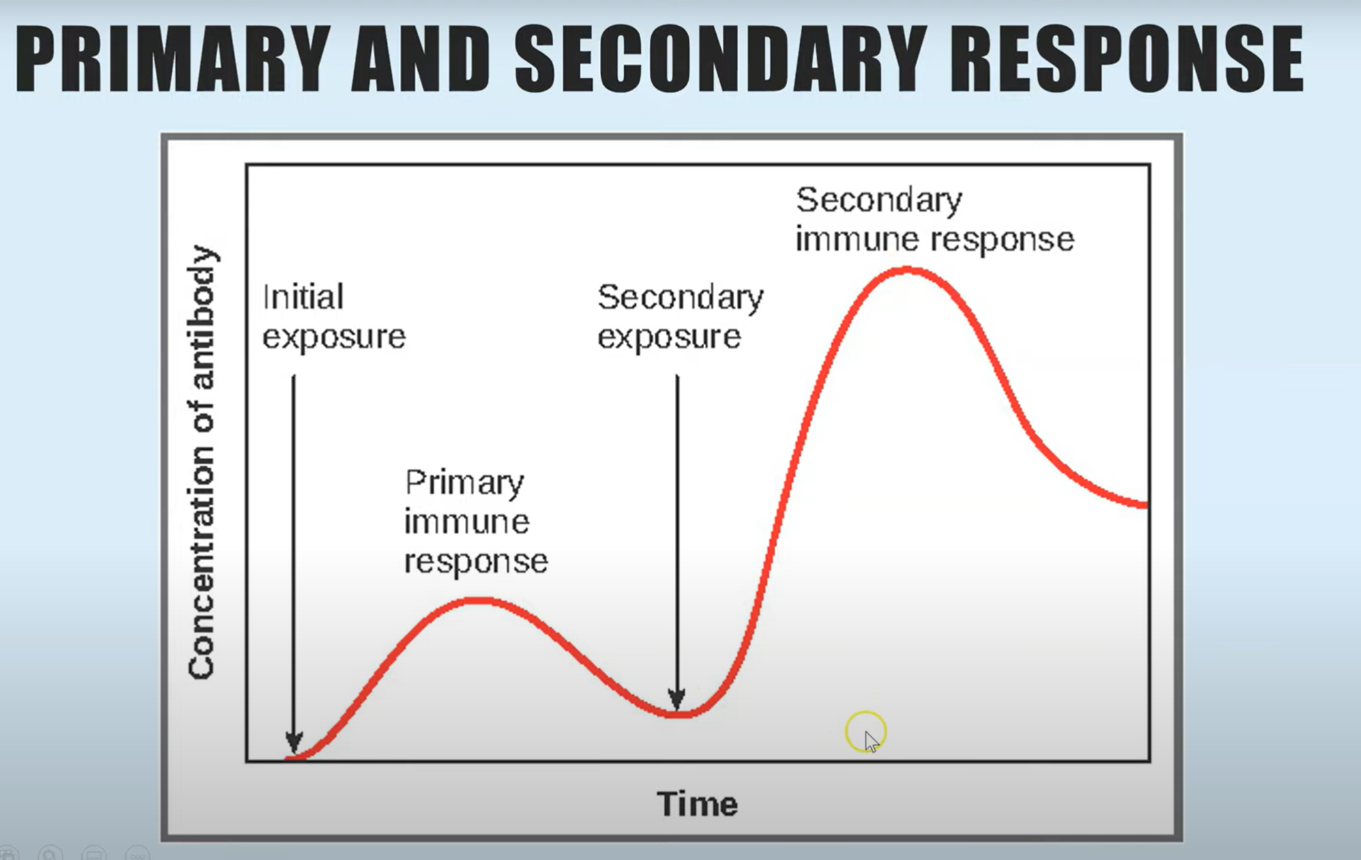 <p>describe and explain differences between primary and secondary response</p>